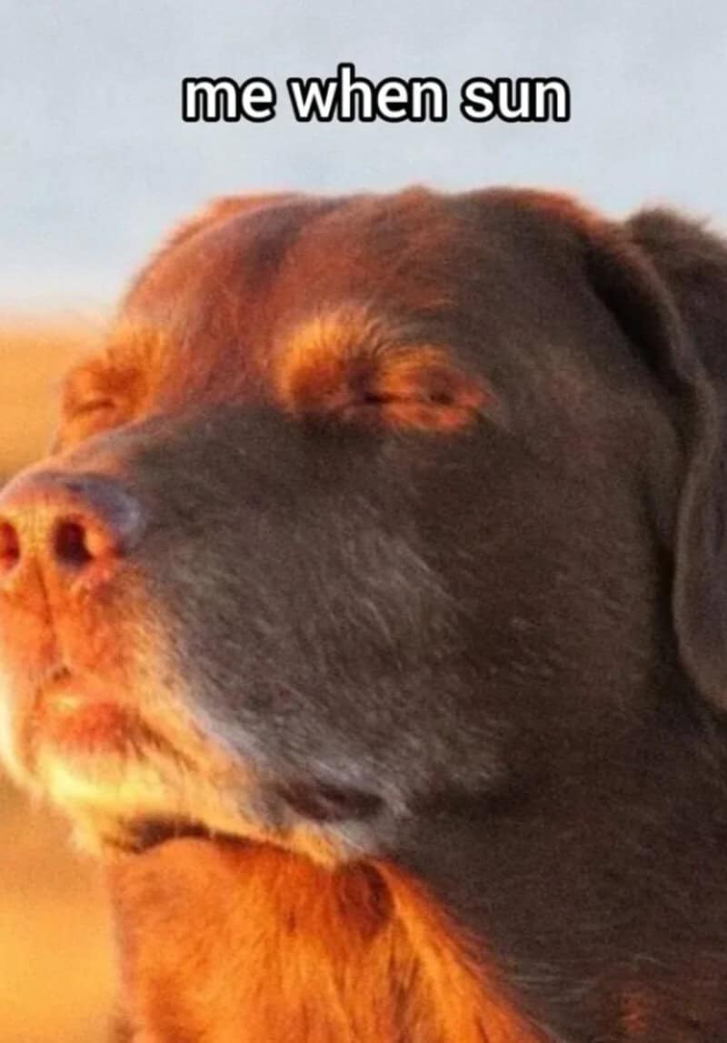 Dog enjoying the sun with eyes closed, caption says 'me when sun'.