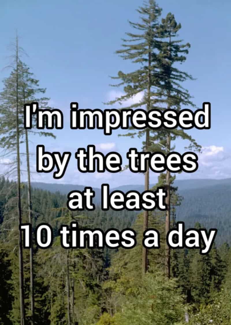 I'm impressed by the trees at least 10 times a day.