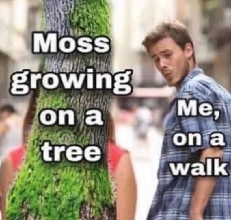 Moss growing on a tree with a person looking at it, captioned 'Moss growing on a tree. Me, on a walk.