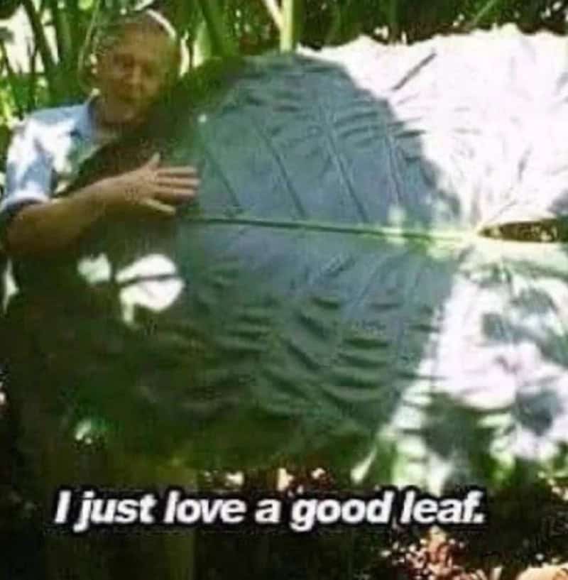 Child hugging a large green leaf with the caption "I just love a good leaf.".