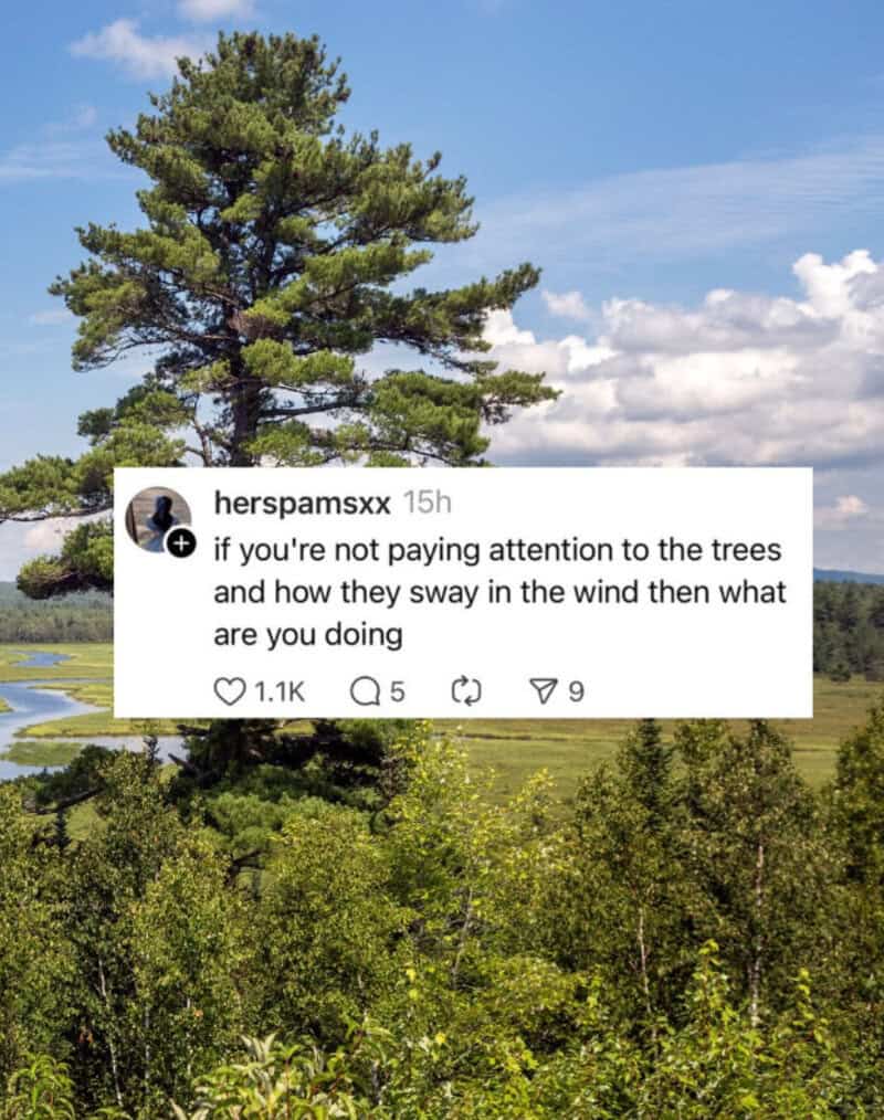 Instagram post about trees swaying in the wind with a background of a large tree and blue sky.