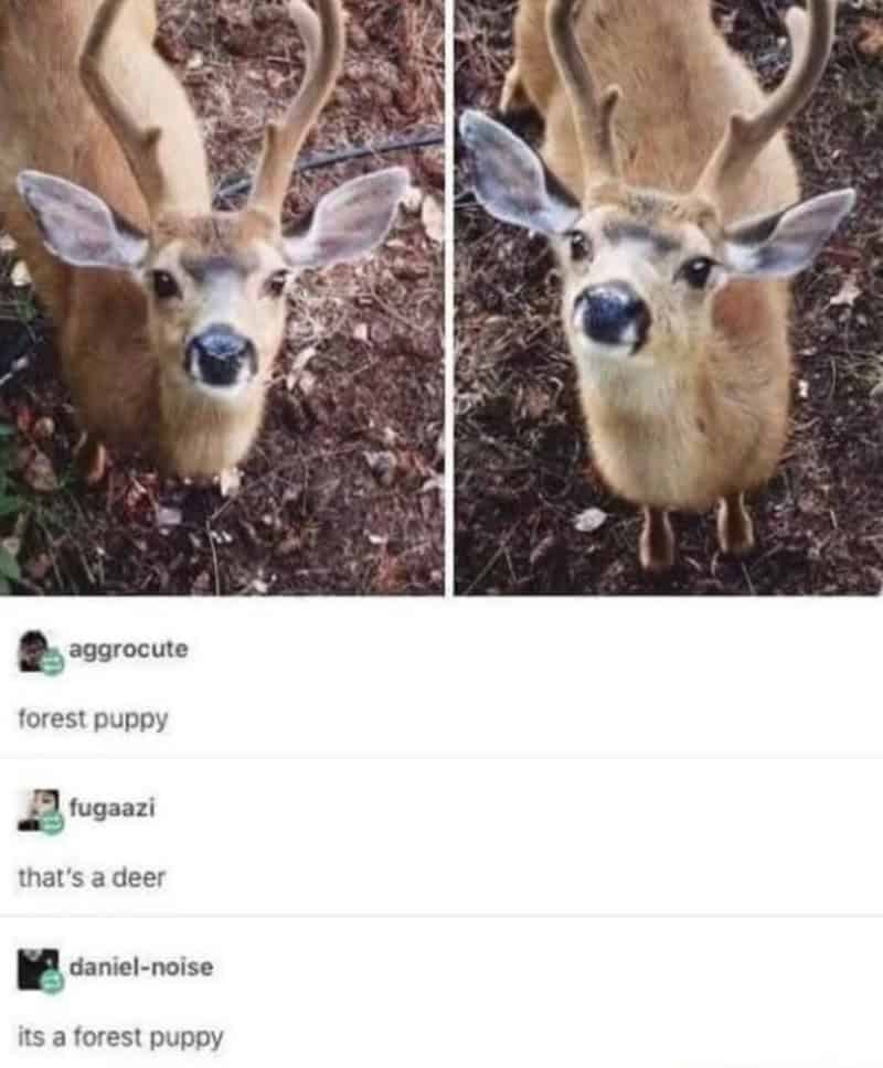 Photo of a deer with a forest puppy captioned as a forest puppy.