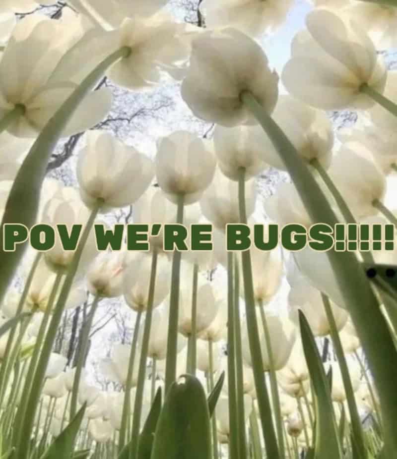 View of white tulips from below with text 'POV WE'RE BUGS!!!!'.