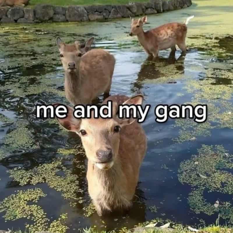 Deer in water with text 'me and my gang'.