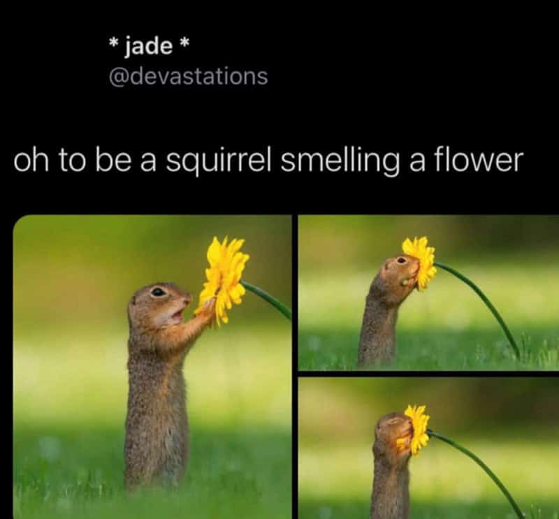 Squirrel smelling a yellow flower, meme about wanting to be a flower.