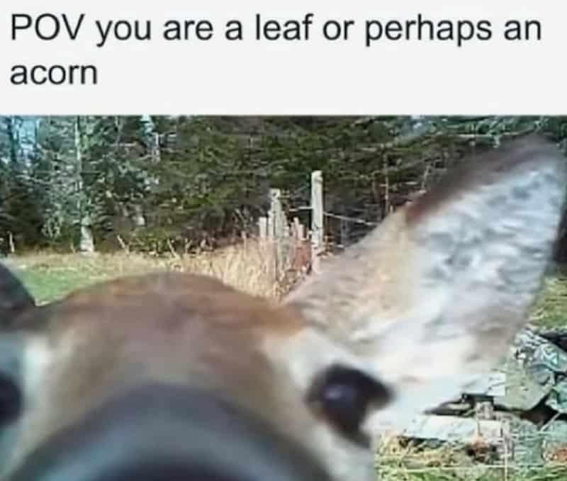 Close-up of a dog's face with a forest background, caption about a leaf or acorn.