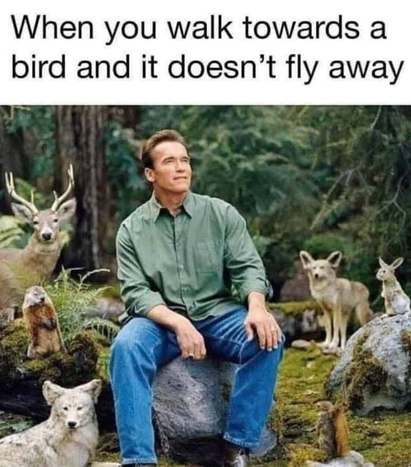 When you walk towards a bird and it doesn't fly away.