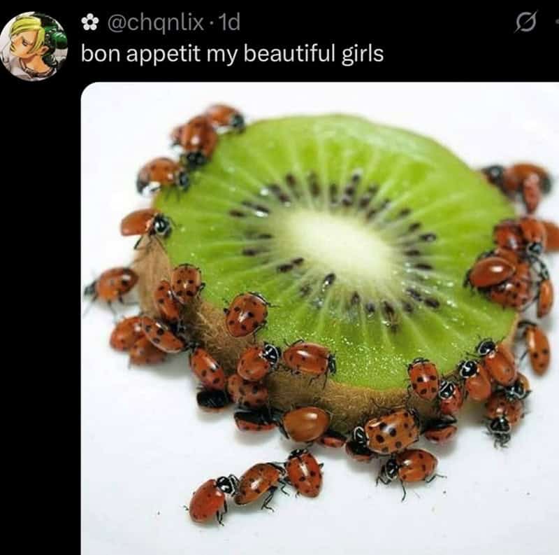 Ladybugs on a slice of kiwi with the caption 'bon appetit my beautiful girls'.