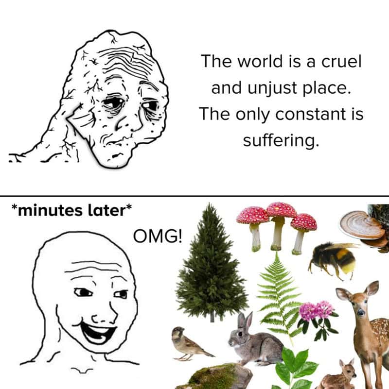 Depressed face with quote about suffering, followed by happy face with nature scene and animals.
