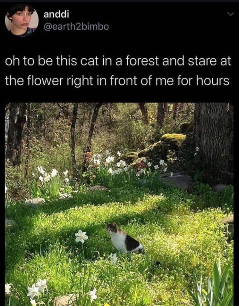 Cat in a forest staring at a flower for hours, as described in the meme.