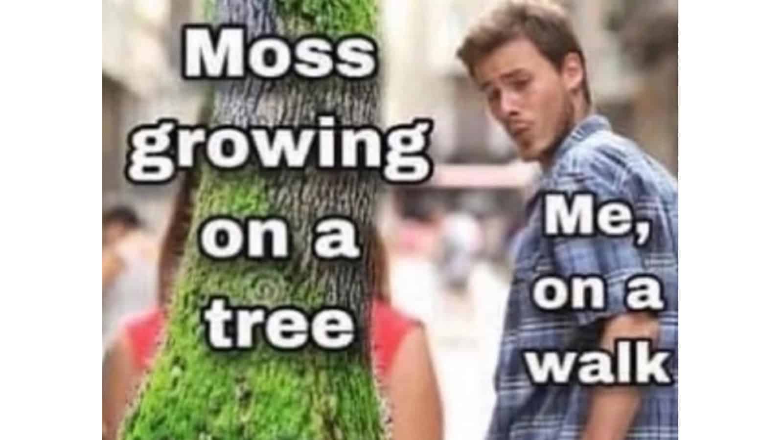 Moss growing on a tree, with a person on a walk looking at it.