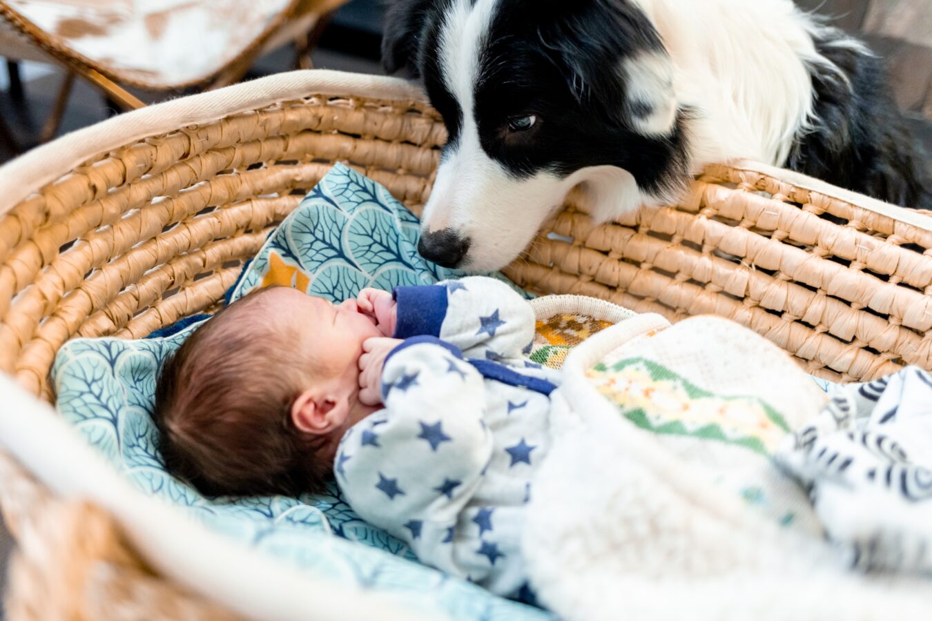 A baby sleeping in a basket with a black and white dog looking at them.