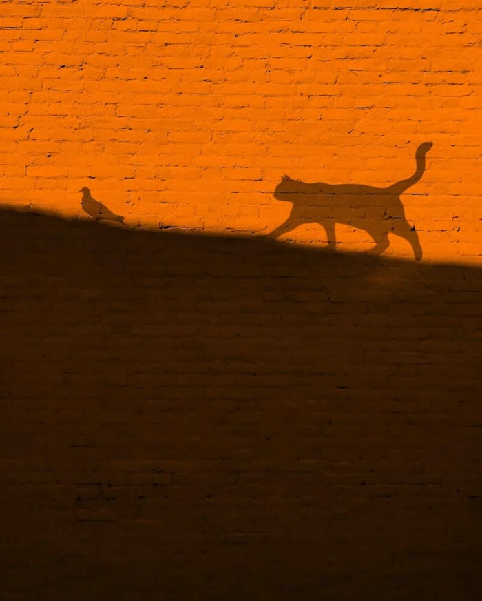 Shadow of a cat and a small animal on an orange brick wall at sunset.