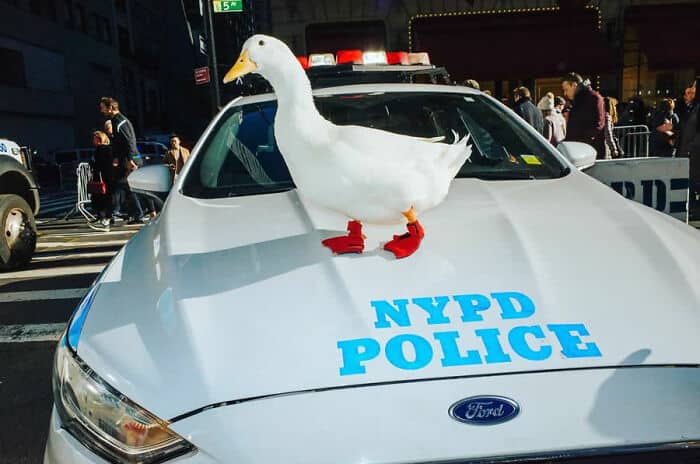 NYPD Police car with a goose on the hood, wearing red socks, in an urban setting.