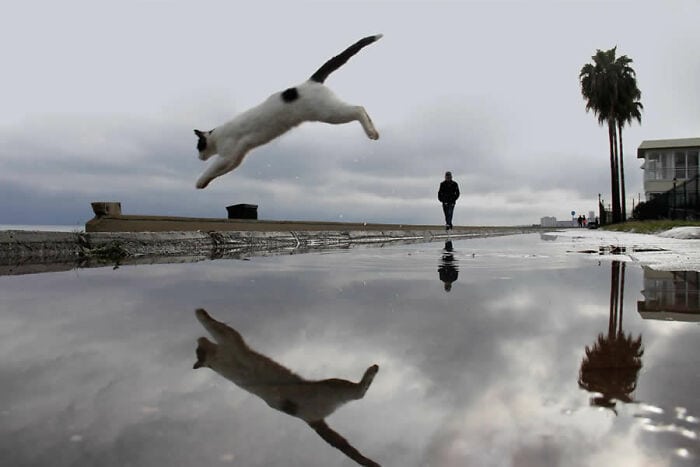 Cat jumping over a puddle with a person and palm trees in the background.