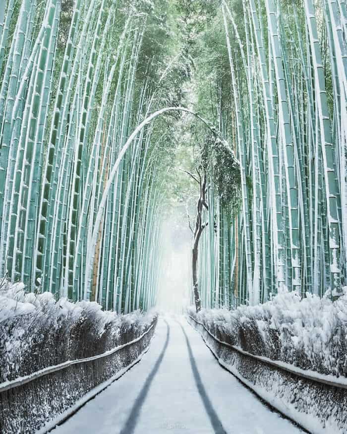 Snow-covered bamboo forest with a narrow path and a solitary tree in the center, sunlight filtering.