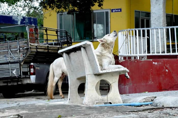 A dog sitting on a concrete bench in an urban area.