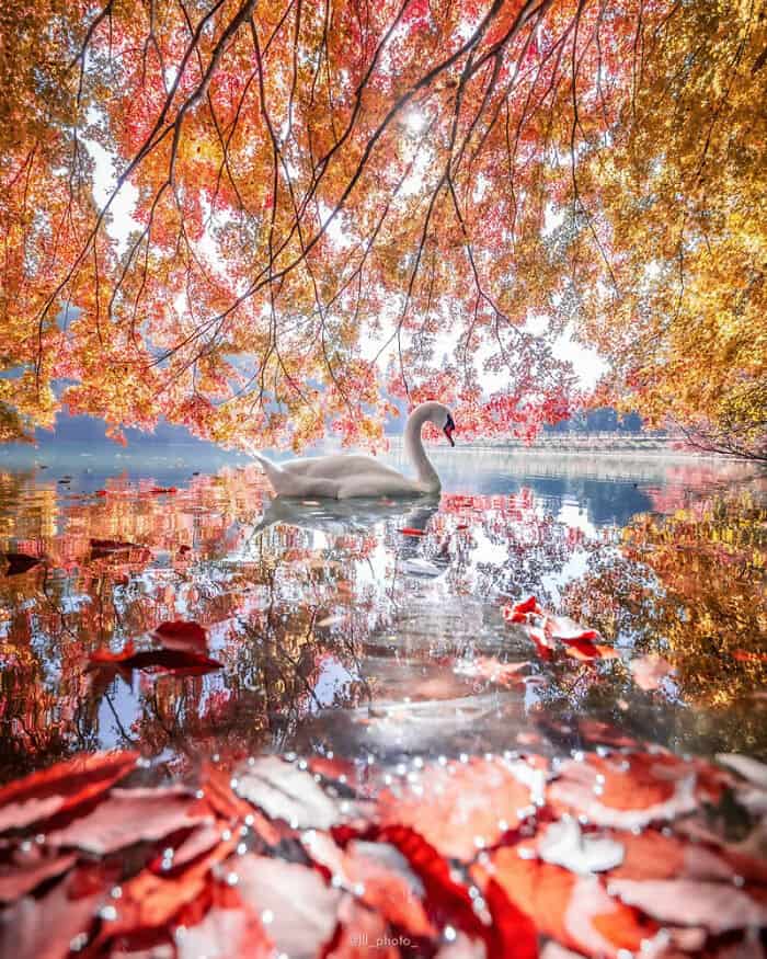 Swan swimming in a lake surrounded by autumn trees with colorful leaves.