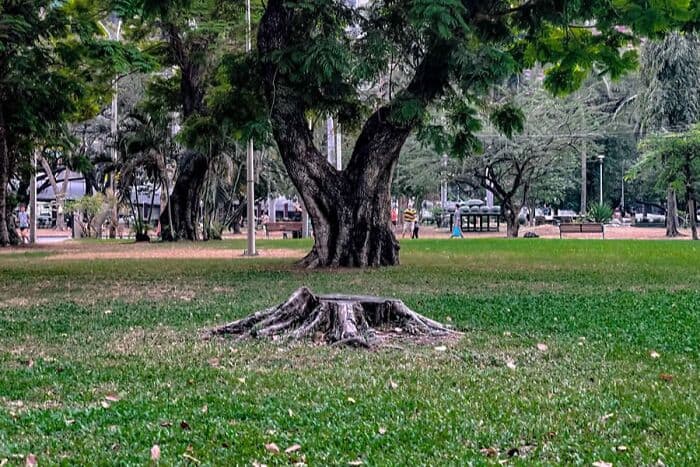 A lush park scene with a large tree and a tree stump in the foreground.
