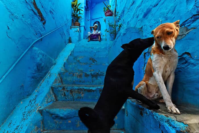 Two dogs on blue stairs with a woman sitting at the top in the background.