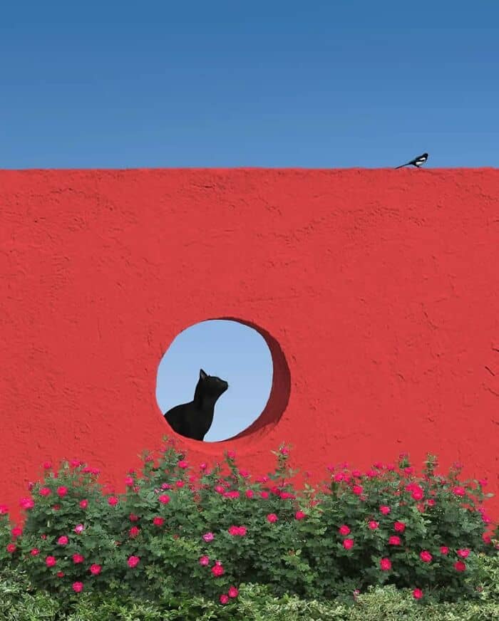 Black cat looking through a circular opening in a red wall with a bird on top.