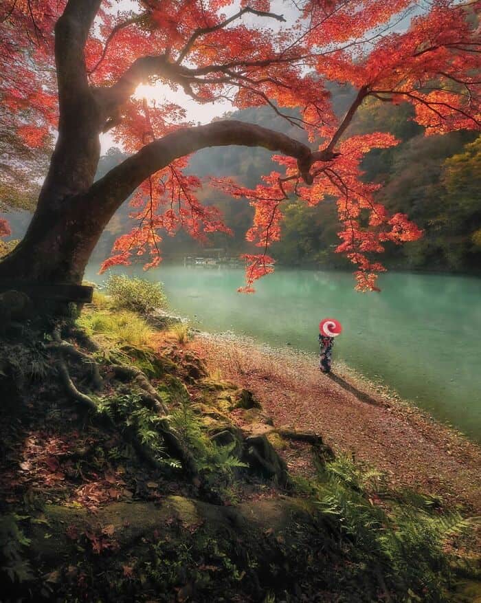 Autumn scene with a large tree with red leaves overhanging a river, with a person holding a red and.