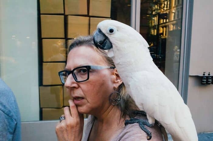 A woman with glasses and earrings has a white cockatoo perched on her shoulder.