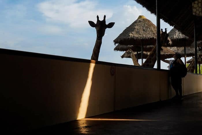 Giraffe silhouette with thatched roof huts and a person at a viewing platform.