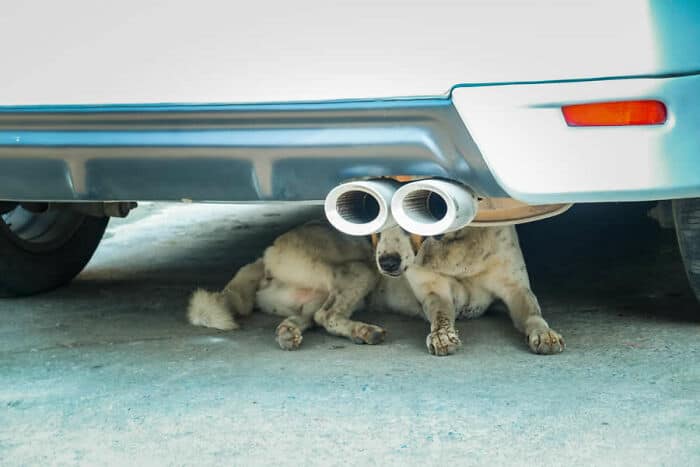 A dog lying under a car with two exhaust pipes as glasses.