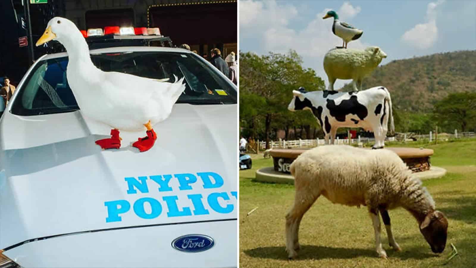 Duck standing on police car with NYPD POLICE logo.