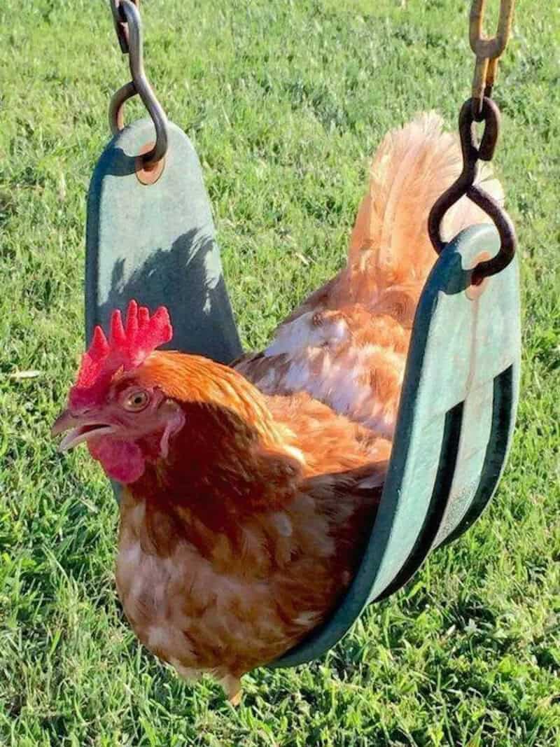 Chicken sitting on a swing in a grassy yard.