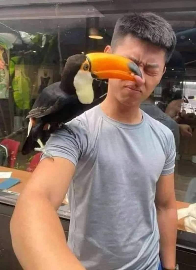 Man with a toucan on his shoulder making a funny face.