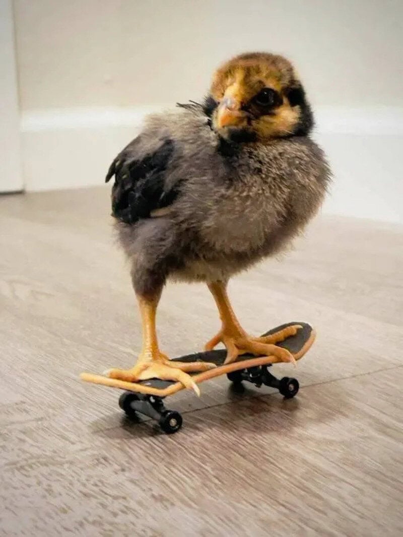 Baby chick riding a skateboard indoors on a wooden floor.