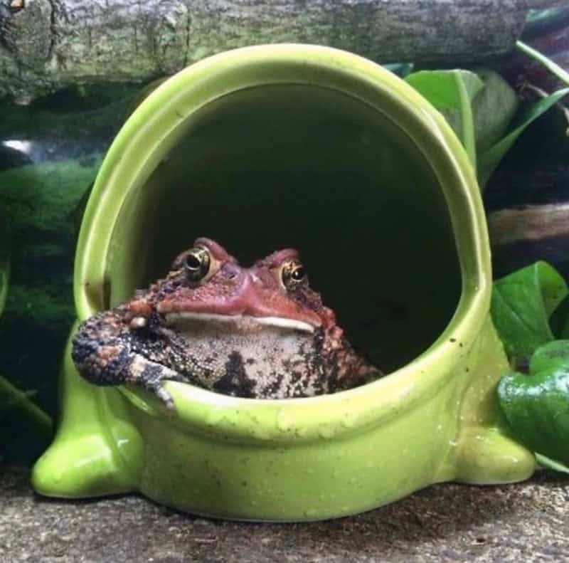 Frog resting inside a green teapot-shaped container.