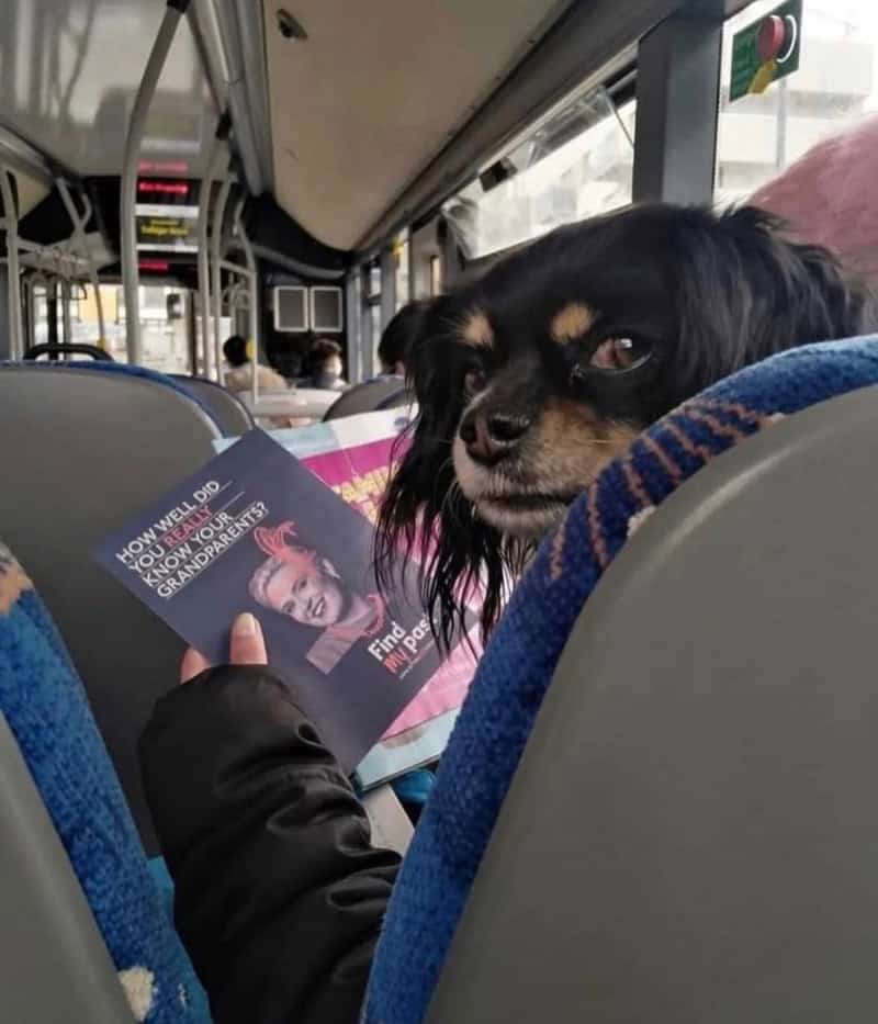 Dog looking back on bus with a person reading a magazine.