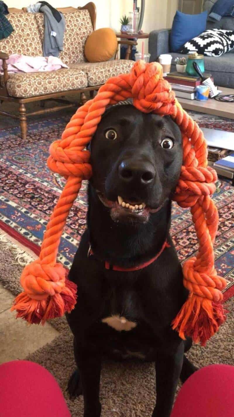 A dog wearing an orange braided rope hat with tassels, indoors on a colorful rug.