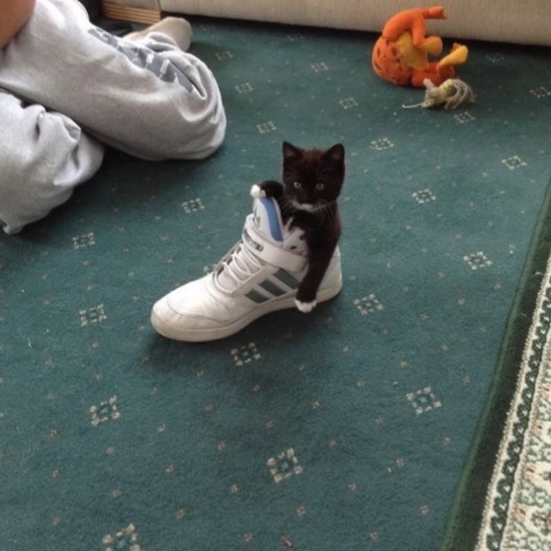Cute black kitten inside a white sneaker on a green carpet.