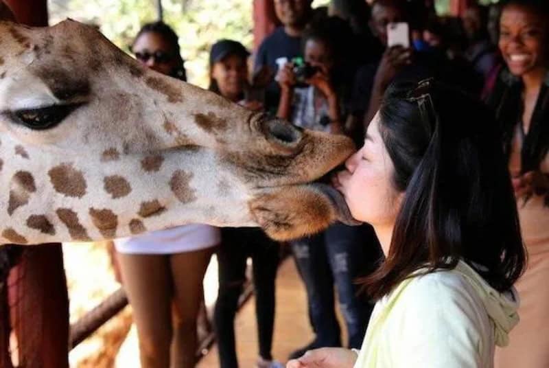 Giraffe touching woman’s nose in a group setting, people smiling and taking photos.