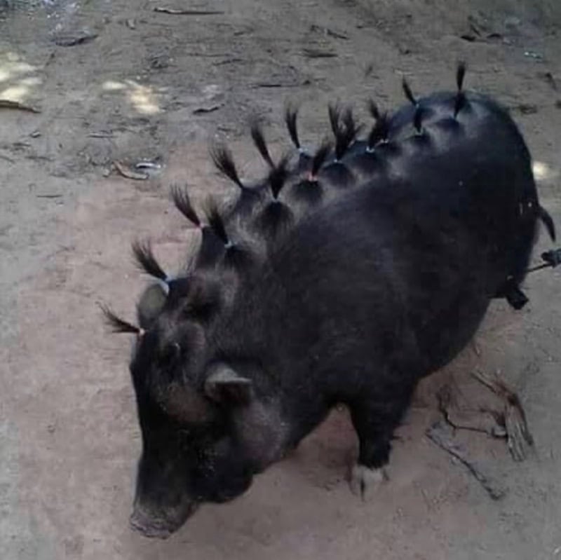 Black pig with a row of spines along its back, standing on dirt ground.