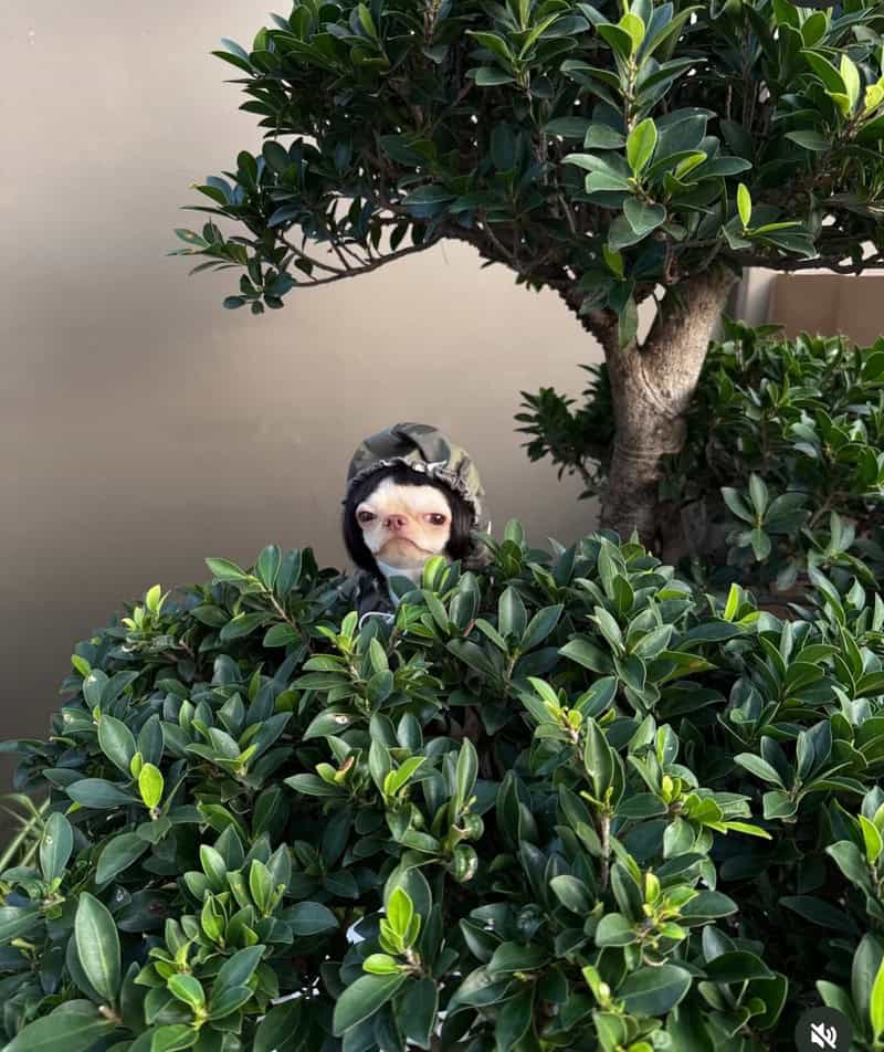 Cute dog peeking through green bushes with a hat on its head.