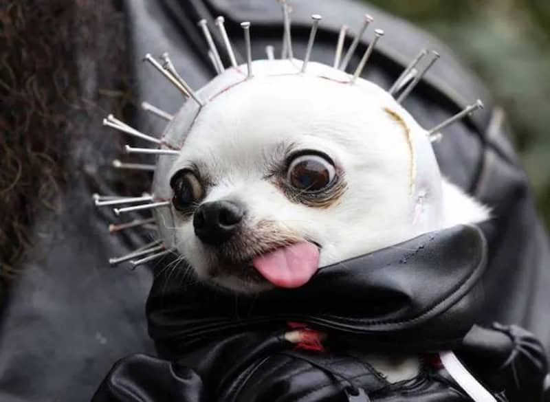 Adorable chihuahua with nails on its head, wearing a black bow tie and jacket.