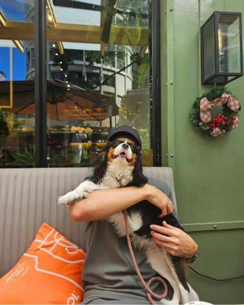 Person holding a dog with a hat inside a cafe, green wall and window background.