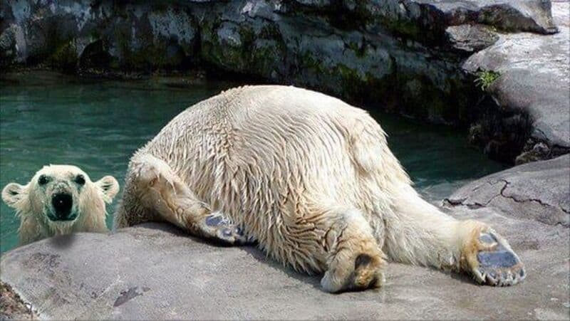 A bear lying on its side on a rock near water with a small bear cub watching.
