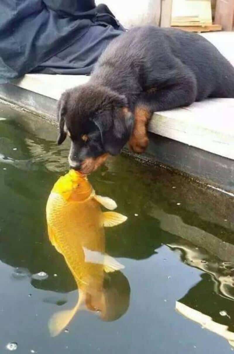 Puppy gently touching a large fish in the water from the dock.
