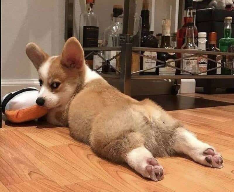 A cute puppy lying on a wooden floor with a bar cart in the background.