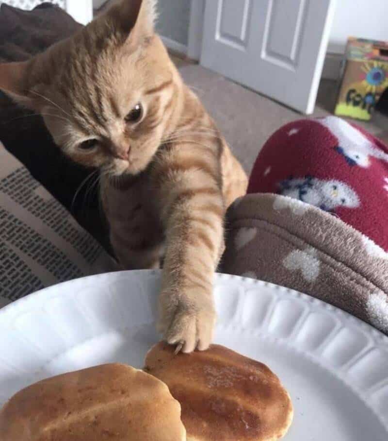Curious cat reaching for food on a white plate.