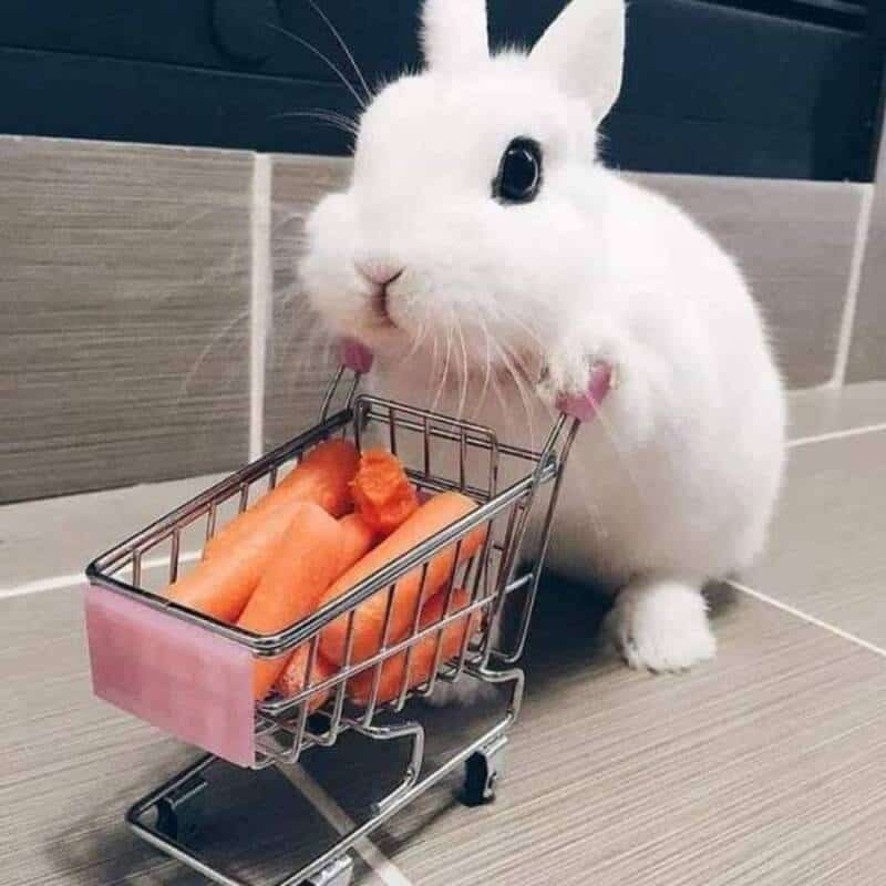 Cute white bunny with a shopping cart of carrots on a tiled floor.