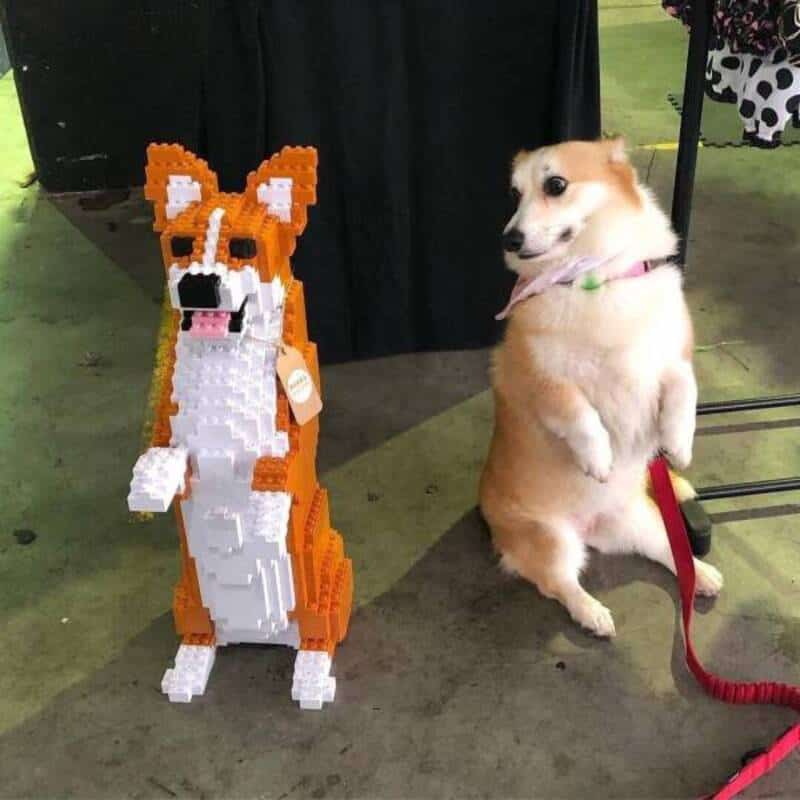LEGO dog sculpture next to real dog sitting on the floor.