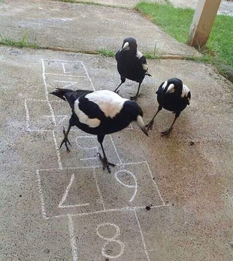 A bird playing hopscotch on the pavement with chalk markings.