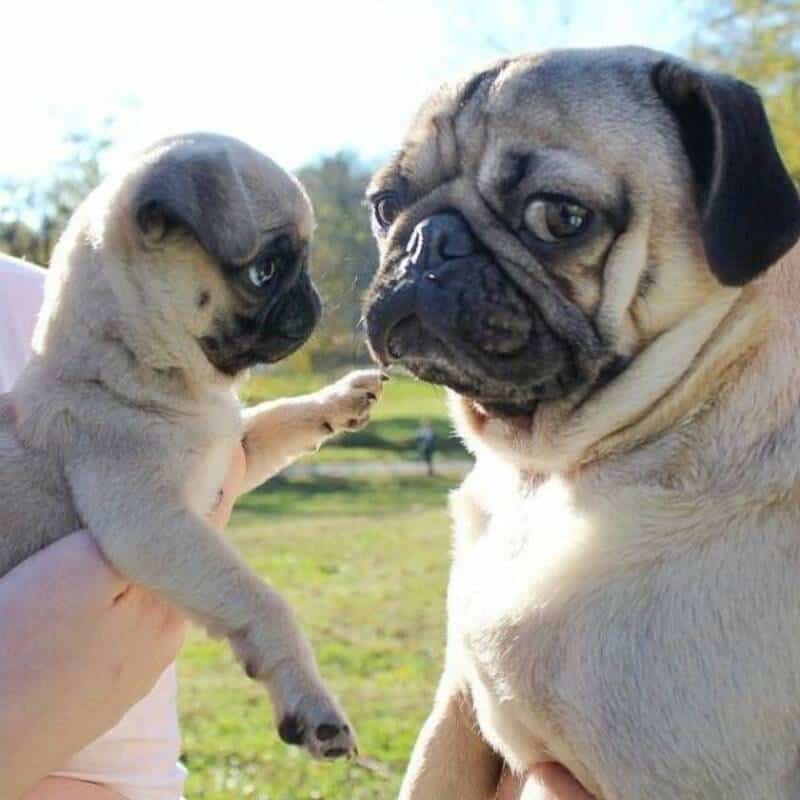 Pug puppy touching adult pug's nose outdoors, sunny day, green background.